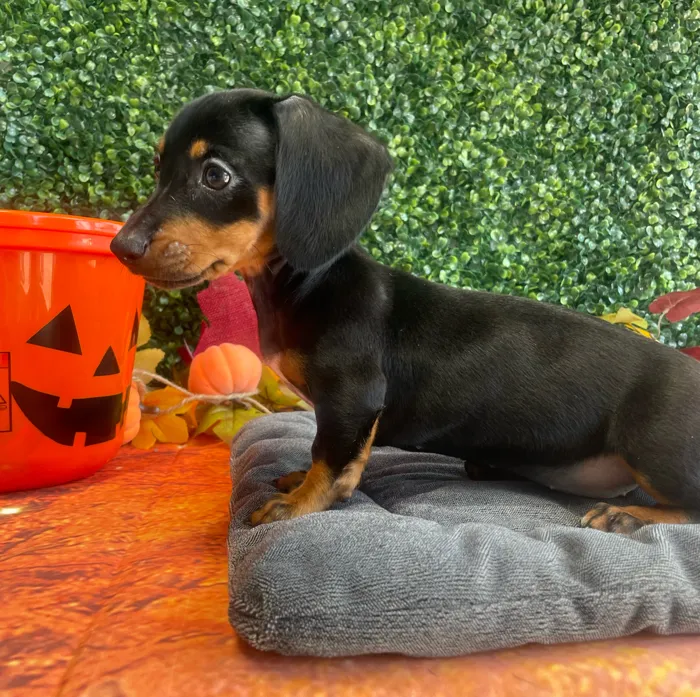 Female Dachshund puppy named Lucy for sale at Puppy Dreams - West Little Rock.