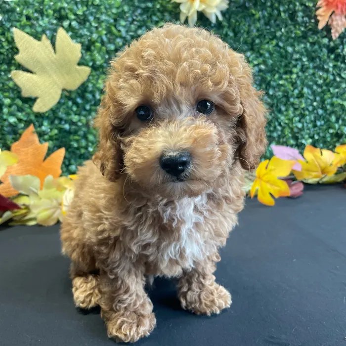 Male Mini Poodle puppy named Arlo for sale at Puppy Dreams - West Little Rock.