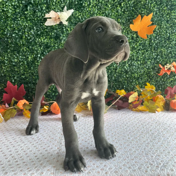 Male Cane Corso puppy named Blue for sale at Puppy Dreams - West Little Rock.
