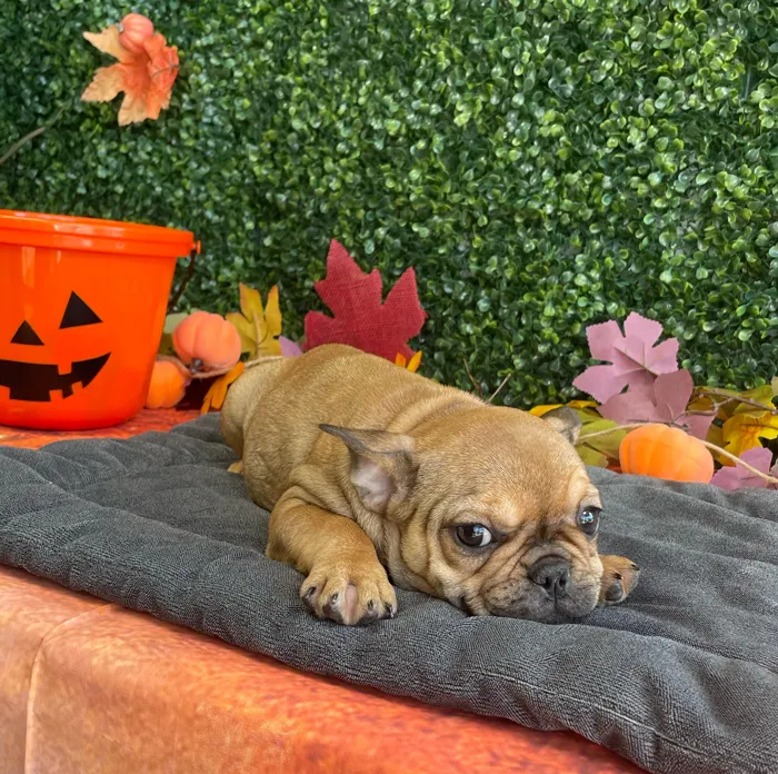 Female French Bulldog puppy named Honey for sale at Puppy Dreams - West Little Rock.