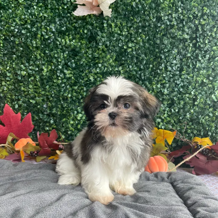 Female Shih Tzu puppy named Wanda for sale at Puppy Dreams - West Little Rock.