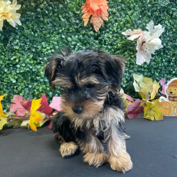 Male Yorkie puppy named Bodie for sale at Puppy Dreams - West Little Rock.