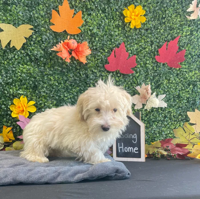 Female Maltipoo puppy named Saffron for sale at Puppy Dreams - West Little Rock.