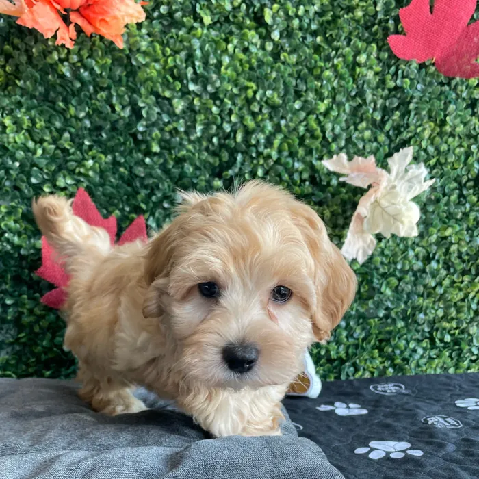 Male Maltipoo puppy named Hunter for sale at Puppy Dreams - West Little Rock.