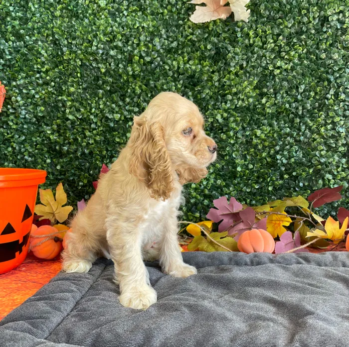 Female Cocker Spaniel puppy named Ellie for sale at Puppy Dreams - West Little Rock.