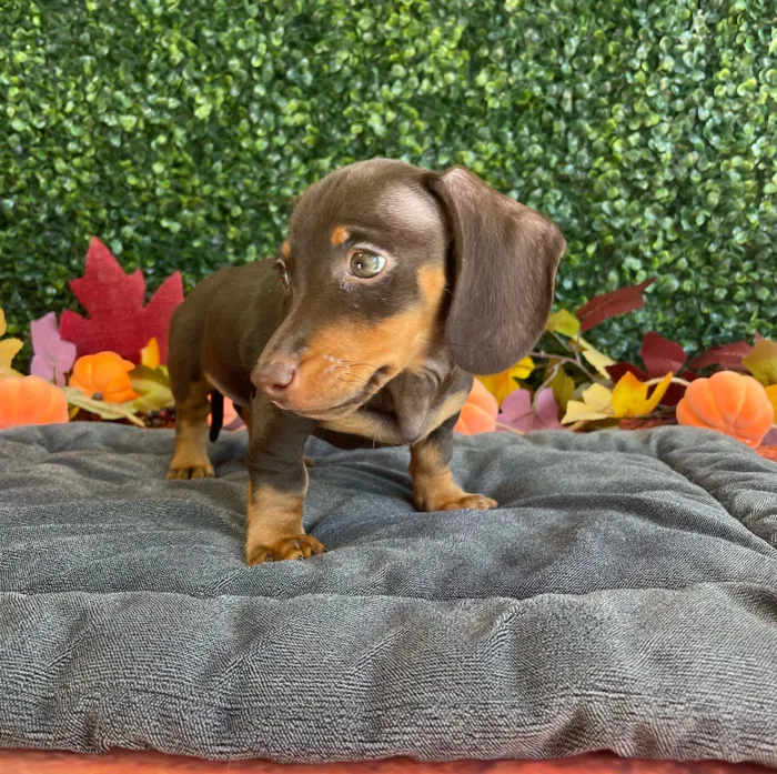 Male Dachshund puppy named Miles for sale at Puppy Dreams - West Little Rock.