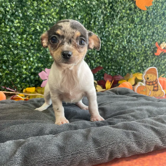 Male Chihuahua puppy named Biscuit for sale at Puppy Dreams - West Little Rock.