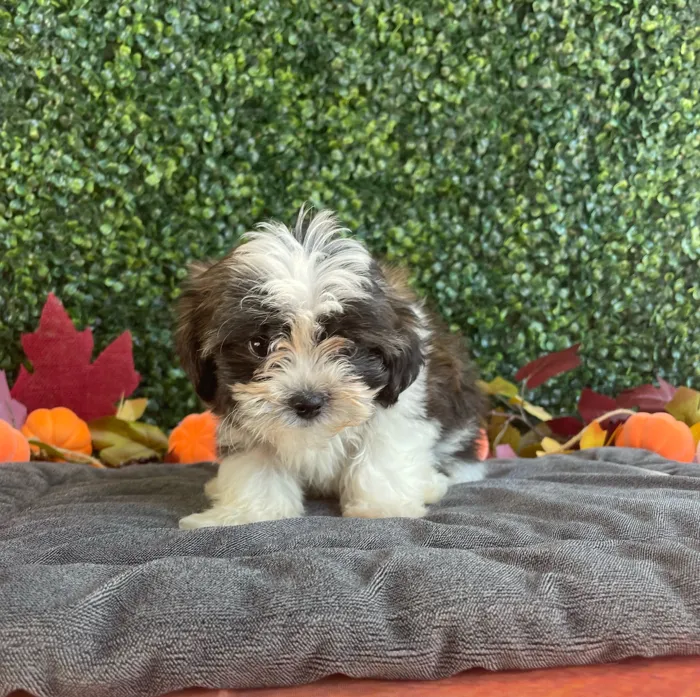 Male Teddy Bear puppy named Theo for sale at Puppy Dreams - West Little Rock.