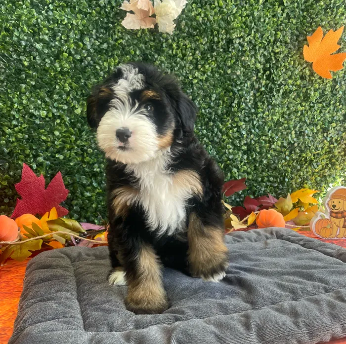 Female Bernedoodle puppy named Winnie for sale at Puppy Dreams - West Little Rock.
