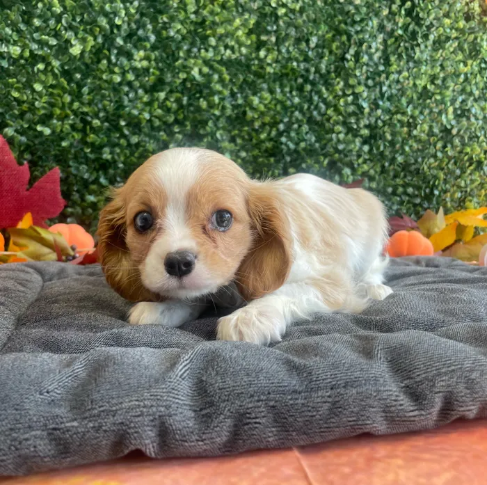 Female Cavalier King Charles Spaniel puppy named Marley for sale at Puppy Dreams - West Little Rock.