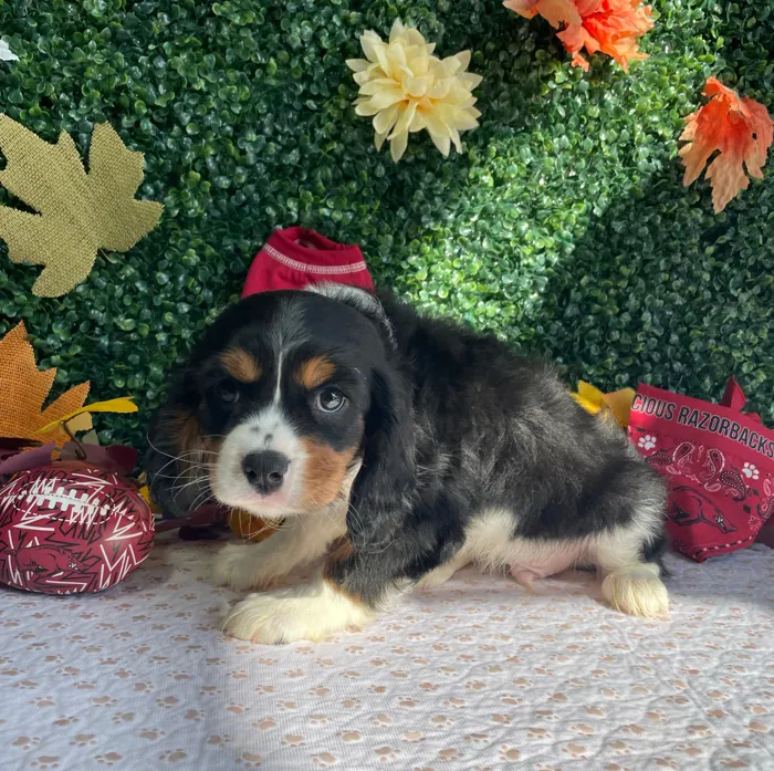 Male Cavalier King Charles Spaniel puppy named Knox for sale at Puppy Dreams - West Little Rock.