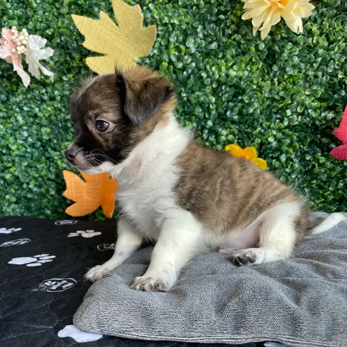 Male Chihuahua puppy named Moose for sale at Puppy Dreams - West Little Rock.