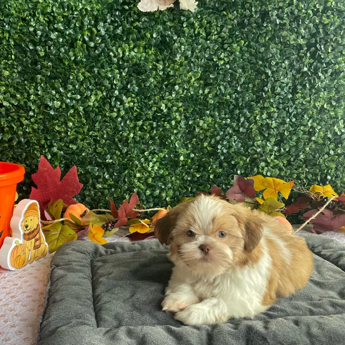 Male Shih Tzu puppy named Cosmo for sale at Puppy Dreams - West Little Rock.