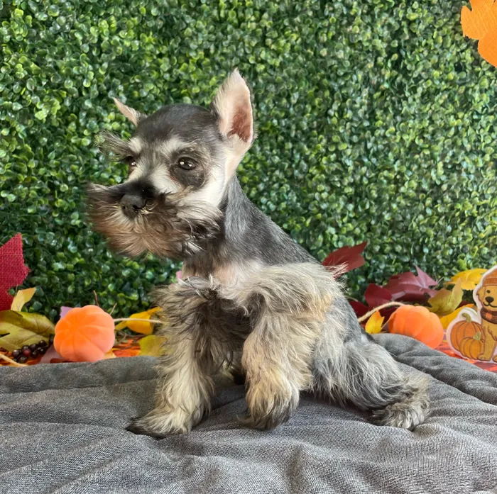 Male Mini Schnauzer puppy named Jack for sale at Puppy Dreams - West Little Rock.