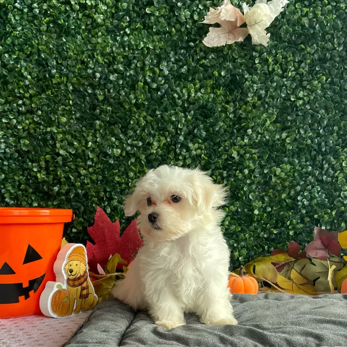 Male Maltese puppy named Timmy for sale at Puppy Dreams - West Little Rock.