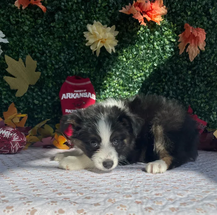 Female Mini Aussie puppy named Echo for sale at Puppy Dreams - West Little Rock.
