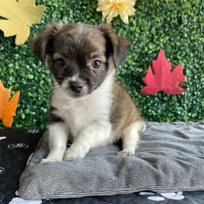 Male Chihuahua puppy named Moose for sale at Puppy Dreams - West Little Rock.