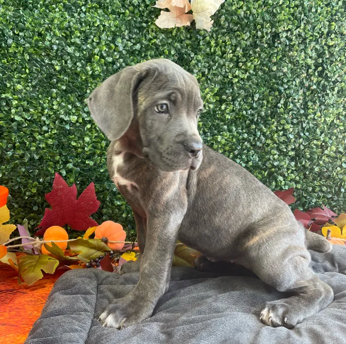 Female Cane Corso puppy named Daisy for sale at Puppy Dreams - West Little Rock.