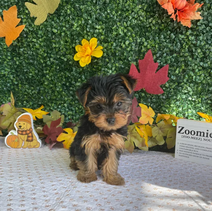 Male Yorkie puppy named Ollie for sale at Puppy Dreams - West Little Rock.