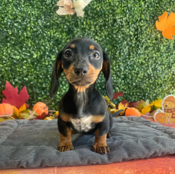 Female Dachshund puppy named Lucy for sale at Puppy Dreams - West Little Rock.