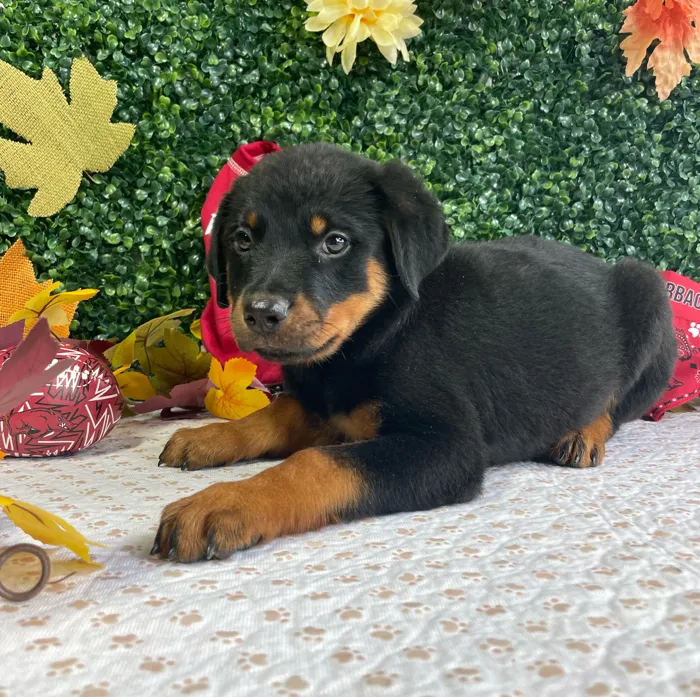 Female Rottweiler puppy named Roxie for sale at Puppy Dreams - West Little Rock.