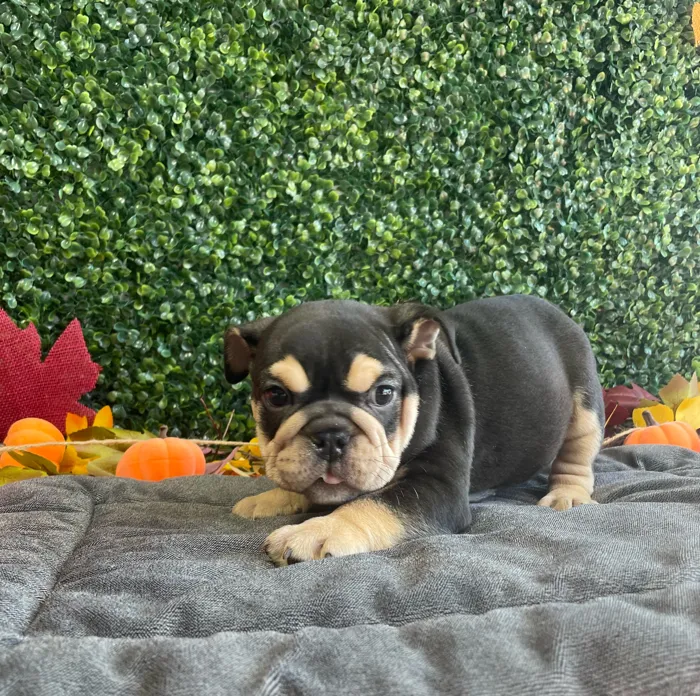 Male English Bulldog puppy named Bubbles for sale at Puppy Dreams - West Little Rock.