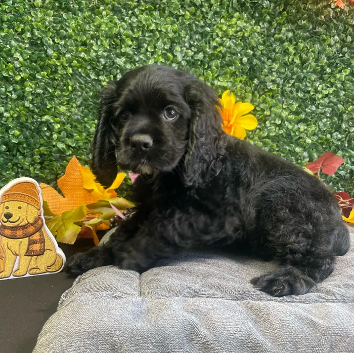 Male Cocker Spaniel puppy named Billy for sale at Puppy Dreams - West Little Rock.