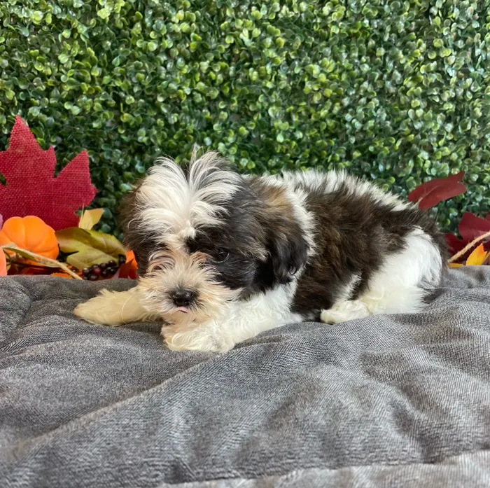 Male Teddy Bear puppy named Theo for sale at Puppy Dreams - West Little Rock.