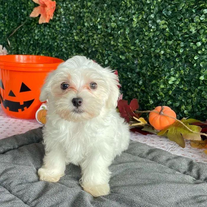 Male Maltese puppy named Timmy for sale at Puppy Dreams - West Little Rock.