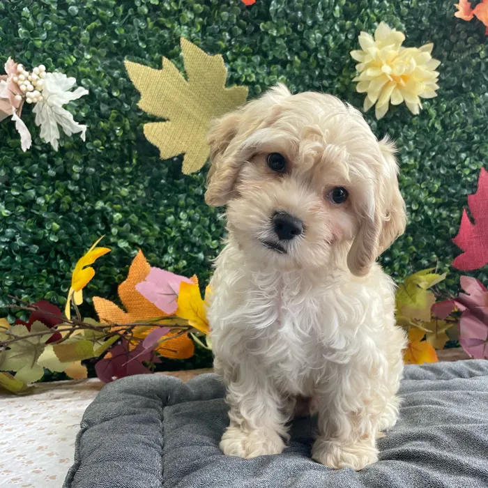 Male Cockachon puppy named Pogo for sale at Puppy Dreams - West Little Rock.
