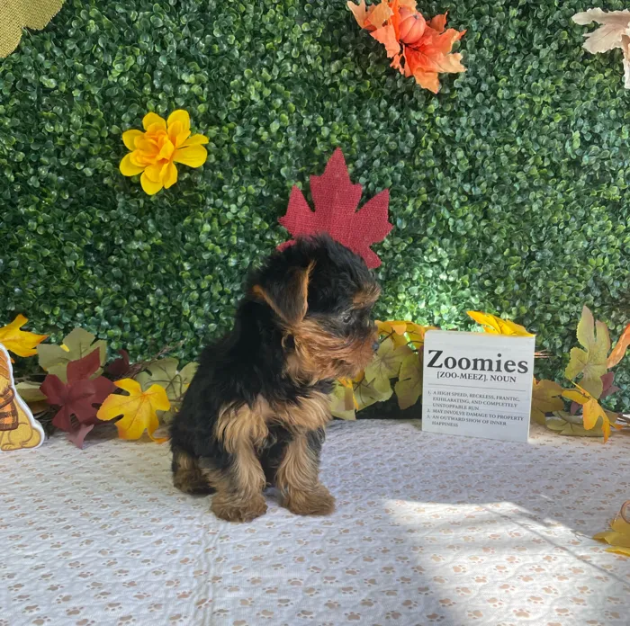 Male Yorkie puppy named Ollie for sale at Puppy Dreams - West Little Rock.