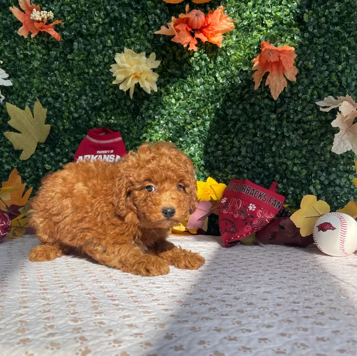 Male Mini Goldendoodle puppy named Onyx for sale at Puppy Dreams - West Little Rock.