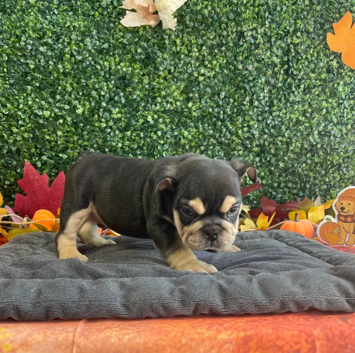 Male English Bulldog puppy named Bubbles for sale at Puppy Dreams - West Little Rock.