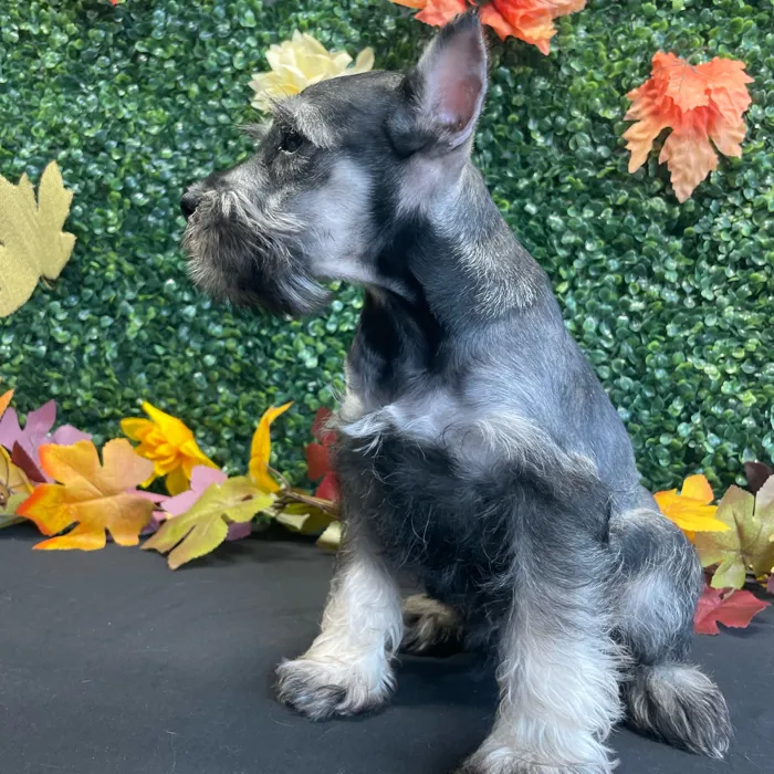 Male Mini Schnauzer puppy named Ace for sale at Puppy Dreams - West Little Rock.
