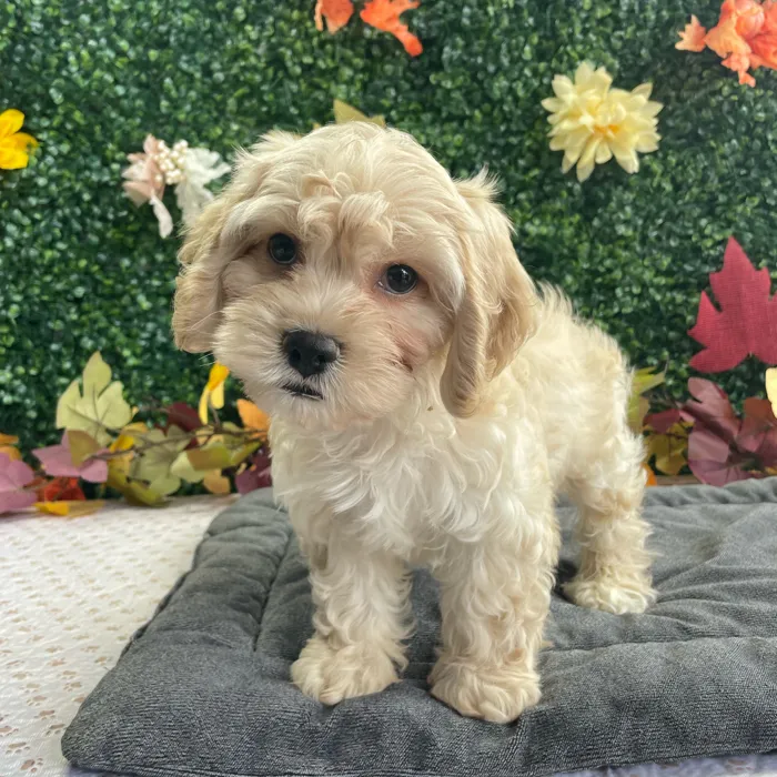 Male Cockachon puppy named Pogo for sale at Puppy Dreams - West Little Rock.
