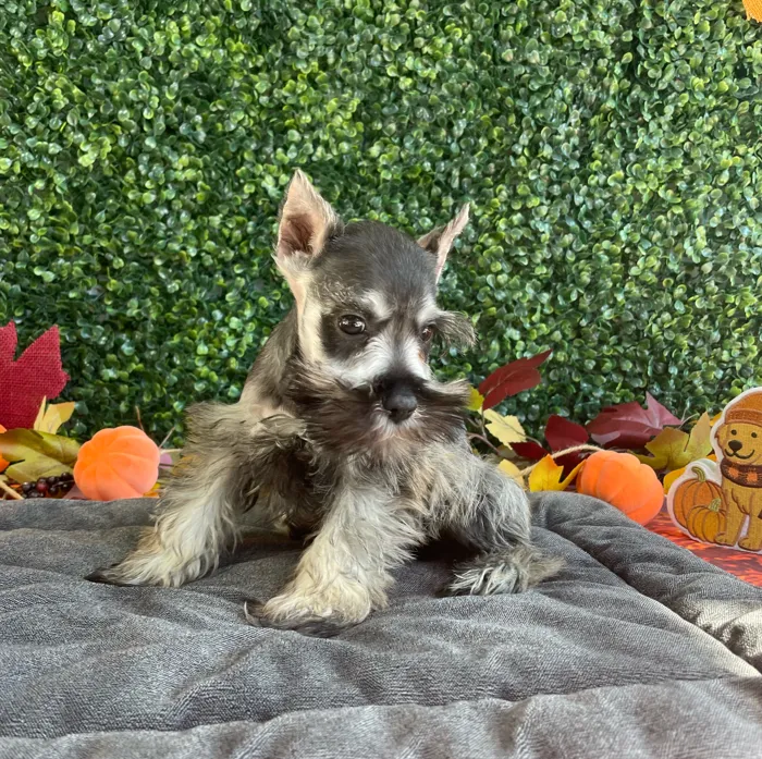Male Mini Schnauzer puppy named Jack for sale at Puppy Dreams - West Little Rock.