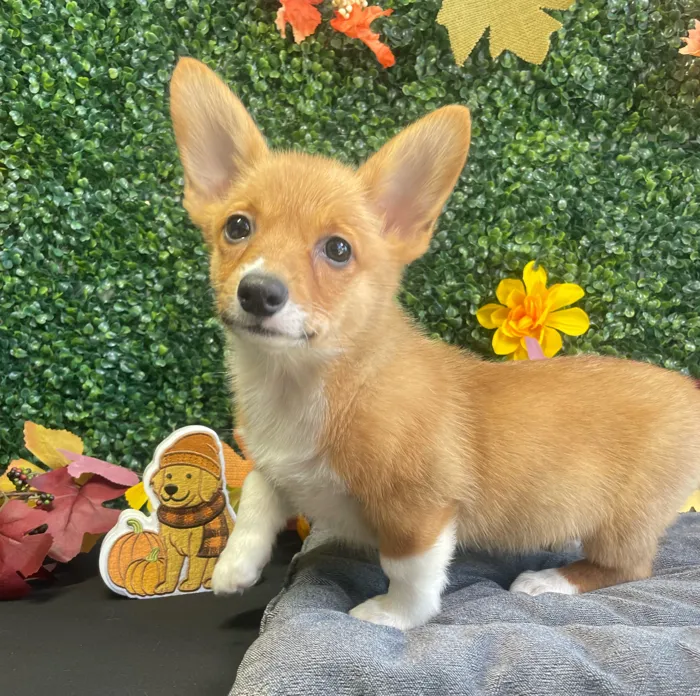 Female Pembroke Welsh Corgi puppy named Kirby for sale at Puppy Dreams - West Little Rock.