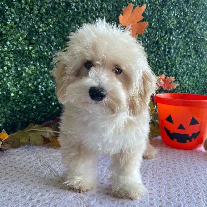 Male Bichon-Poodle puppy named Danish for sale at Puppy Dreams - West Little Rock.