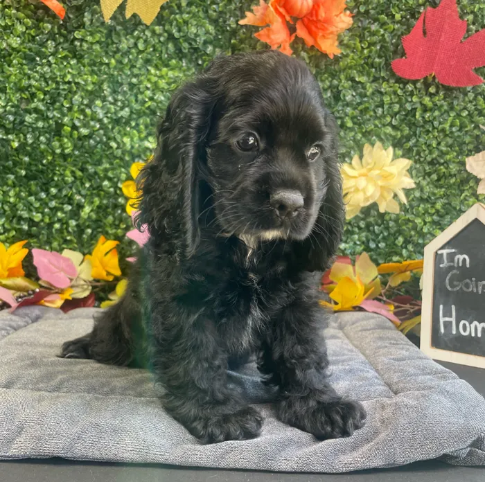 Male Cocker Spaniel puppy named Billy for sale at Puppy Dreams - West Little Rock.