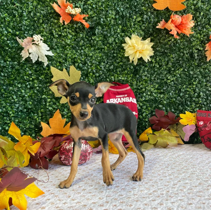 Female Min Pin puppy named Karma for sale at Puppy Dreams - West Little Rock.