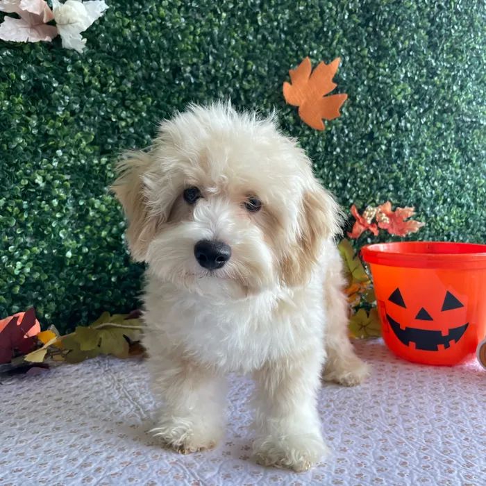 Male Bichon-Poodle puppy named Danish for sale at Puppy Dreams - West Little Rock.