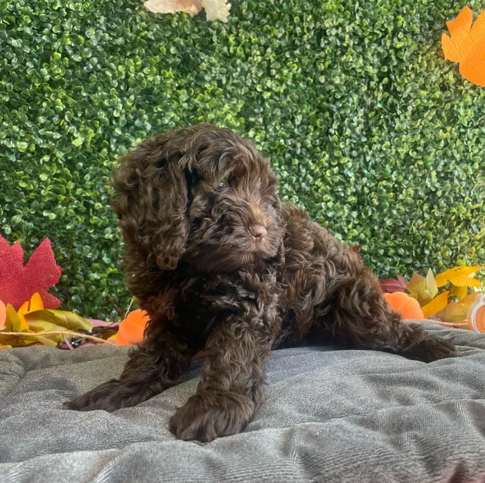 Female Cavapoo puppy named Piper for sale at Puppy Dreams - West Little Rock.