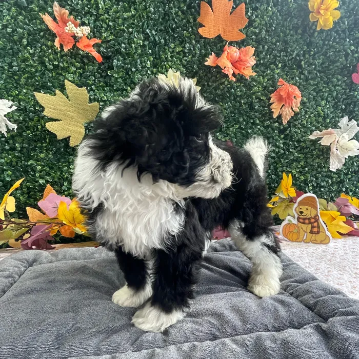 Male Bernedoodle puppy named Scooter for sale at Puppy Dreams - West Little Rock.