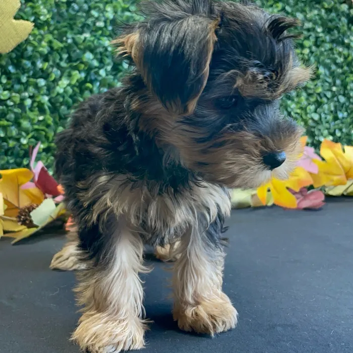 Male Yorkie puppy named Bodie for sale at Puppy Dreams - West Little Rock.