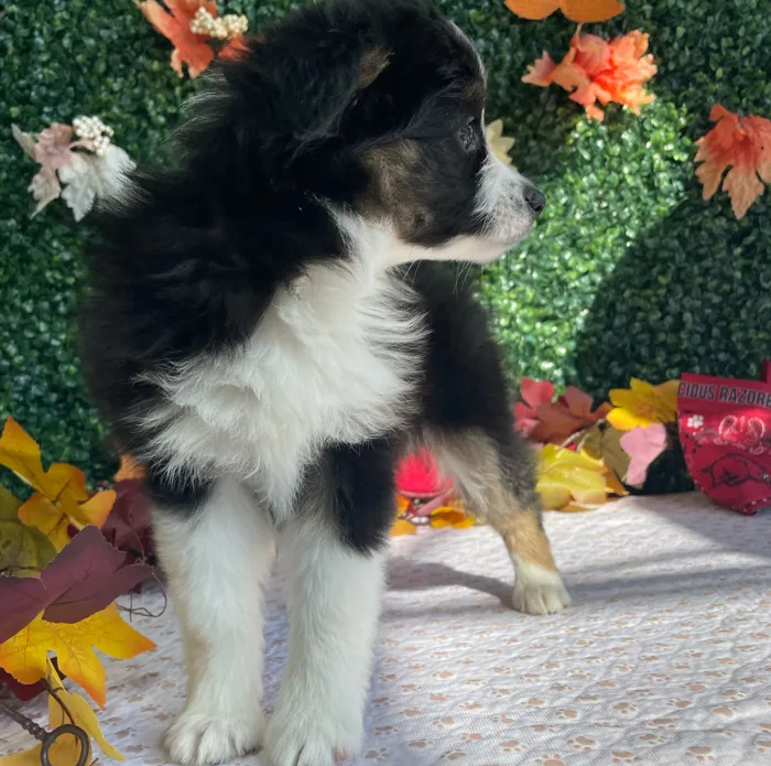 Female Mini Aussie puppy named Echo for sale at Puppy Dreams - West Little Rock.