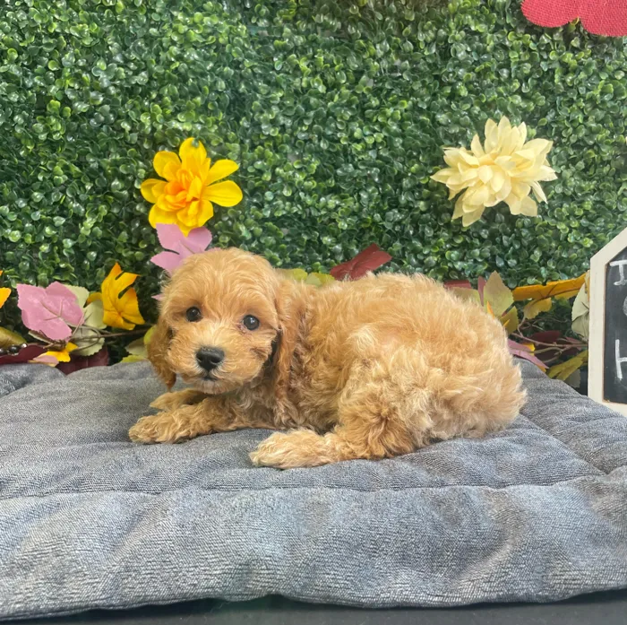Male Mini Poodle puppy named Dash for sale at Puppy Dreams - West Little Rock.