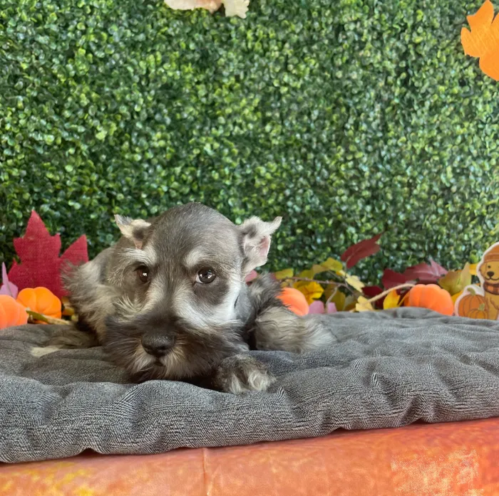 Male Mini Schnauzer puppy named Wesley for sale at Puppy Dreams - West Little Rock.