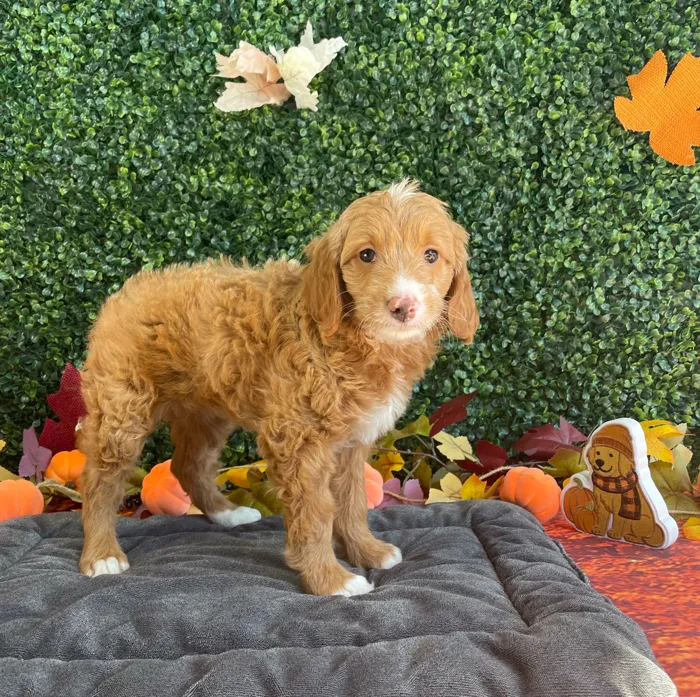 Female Mini Goldendoodle puppy named Tessa for sale at Puppy Dreams - West Little Rock.