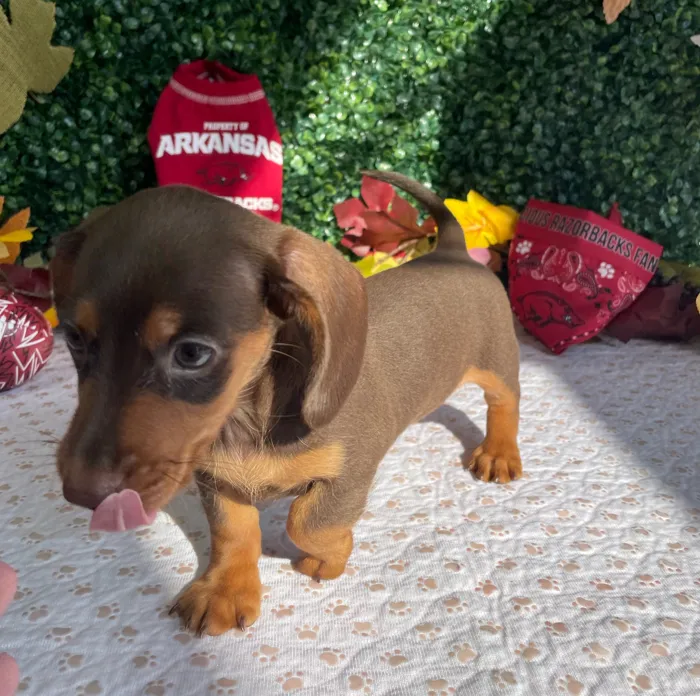Female Dachshund puppy named Storm for sale at Puppy Dreams - West Little Rock.