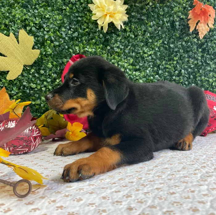 Female Rottweiler puppy named Roxie for sale at Puppy Dreams - West Little Rock.